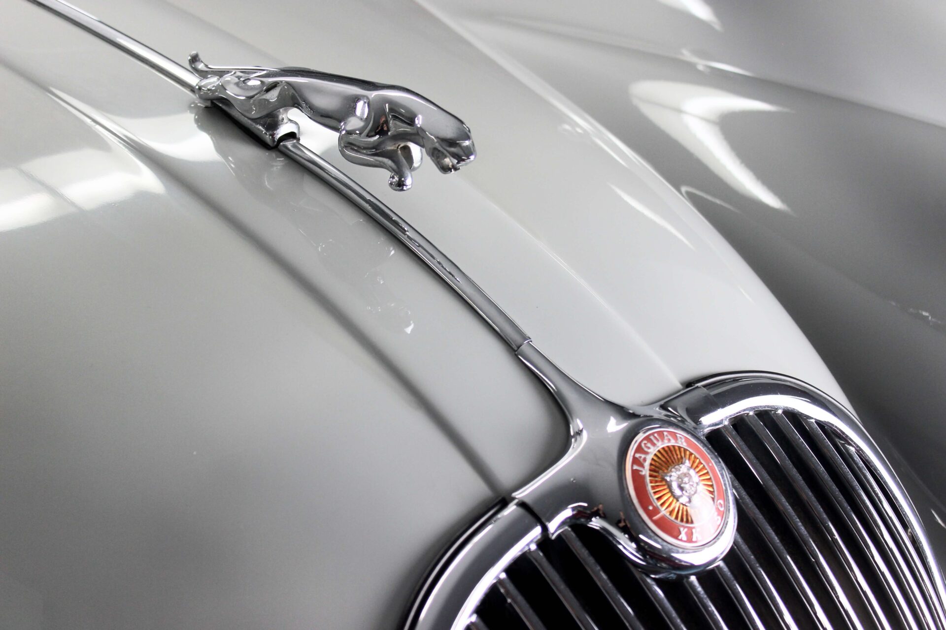 Close up of a Jaguar mascotte (a leaping Jaguar in metal) on the hood of an XK120 Jaguar.